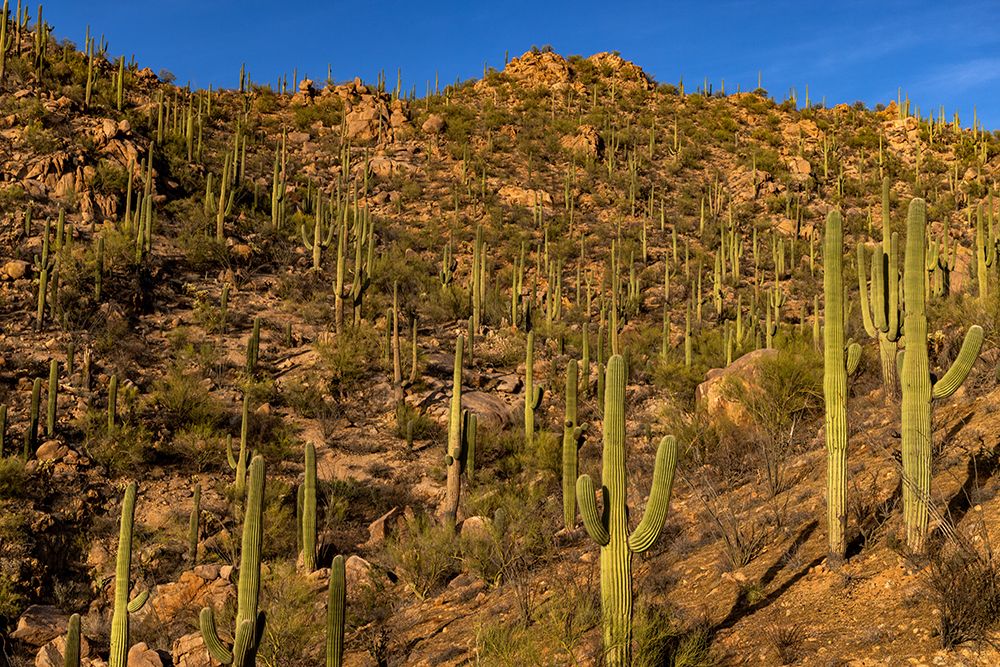 Saguaro Cactus along the Hugh Norris Trail in Saguaro National Park in Tucson-Arizona-USA